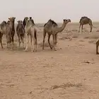 حشو مفاريد بريه للبيع