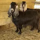 معزا عوارض فاخره دفيع(( تم البيع ))