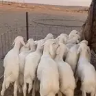 بهم فاخر حري مراح ماجاء اسواق ولا غيرها