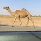 العشرا الشعلا الكفو