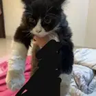 للتبني بسه كتن صغيره نظيفه جدا  عمرها بين ال 3-5 شهور