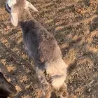 رخلين دواغير