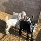 تبوس وجفار