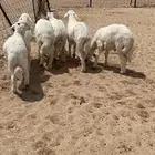 للبيع طليان فل شحم وشعره واطراف
