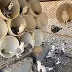 حمام حب رمان