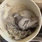 حمام سلفر