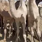حشوان للبيع وللمناسبات