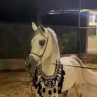 حصان لالبيع شعبي