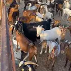 معزا