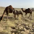 خلفات سواحل بكور