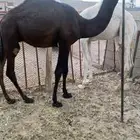 قعدان كفو