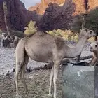 للبيع بكره