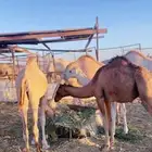 قعدان