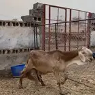 للبيع ضان سواكن طيبه