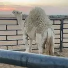 حوار لباني بالملحمة الان