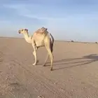 للبيع