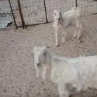 تيوس للبيع العدد ثلاثه