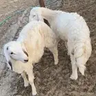 ذبايح حريات