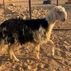 طلي نجدي جذع