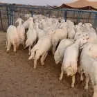 طليان جبره ذبايح رقم واحد فاخر