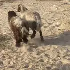 رغوث نعيميه بنتها ذبيحه وفل الفل
