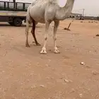 لقحه وضحا ملاقي للبيع