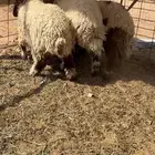 بهم نعيم جبر