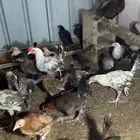 دجاج