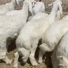 ذبايح طليان حريات