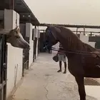 حصان