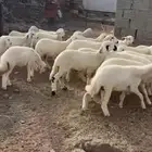 رخال
