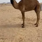للبيع القعود العوني