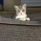 للتبني قط ذكر
