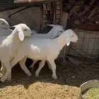 بهم فواخر