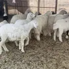 للبيع بهم حري ونعيمي