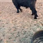 تيس عارضي مشروط