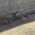 للبيع دجاج نظيف