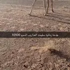 ابل