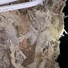 عنب للبيع