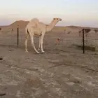 قعود باتلي