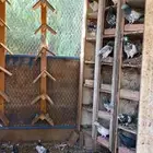 حمام باكستاني للبيع موقع رفحاء