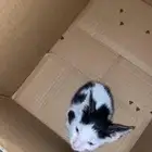 قطط