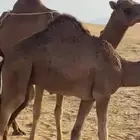 ناقه خلفه تحتها قعود للبيع الموقع القوز