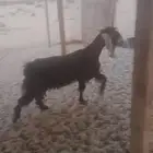 عنز حليب