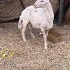 فحل غنام حري