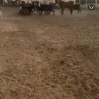 فحل علي جميع شروط