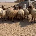 غنم نعيم دفيع