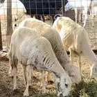 غنم حريات