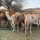حشوان للبيع