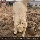 خرفان حريات